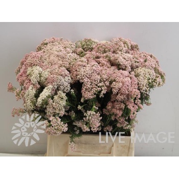 product/img.floraplaza.nl/LOZOTALP4-LIVE_fotos-partij-21066342.jpg