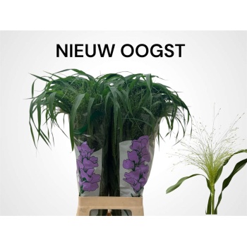 product/img.floraplaza.nl/LPAN-LIVE_fotos-0x84F3C5306D6E1A45D1ABCA799643F9380824949B.jpg