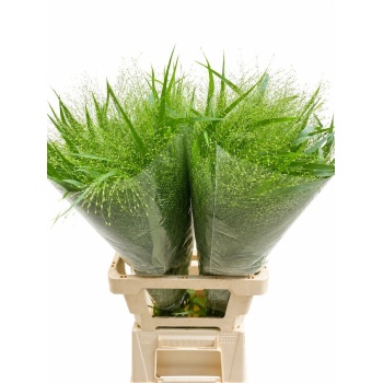 product/img.floraplaza.nl/LPAN-LIVE_fotos-0x96CBAEB5A6DF8A3DC971C3E072D0F134C39F13DE.jpg