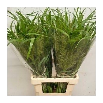 product/img.floraplaza.nl/LPAN-LIVE_fotos-0xBF6659E747BF487B075D81034B1E387FFAEC91E6.jpg