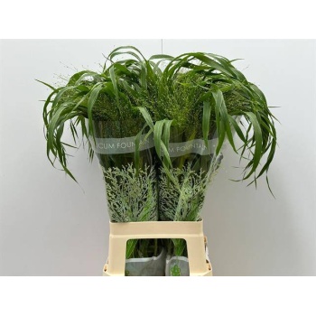 product/img.floraplaza.nl/LPAN-LIVE_fotos-0xF7E0DF5774D144B8D943BC02A7E32F46B21FC0B1.jpg