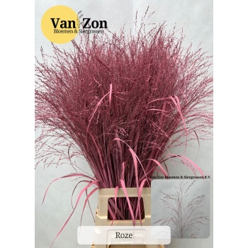 product/img.floraplaza.nl/LPANPINK-LIVE_fotos-0x6BE391B73E6B3B539D6517AFFB241D2BD205D4C5.jpg