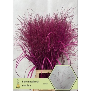 product/img.floraplaza.nl/LPANVÄCER-LIVE_fotos-0x8A7A221F2AFEDFA45F9C797891BECFD2CDE1D7E6.jpg