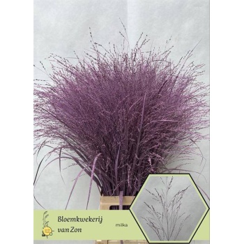 product/img.floraplaza.nl/LPANVÄMIL-LIVE_fotos-0x04A6EBCDD1C7129C7089D06E8D1162929FD1B976.jpg