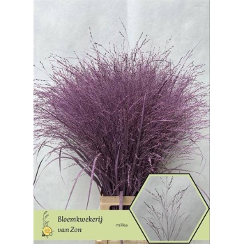 product/img.floraplaza.nl/LPANVÄMIL-LIVE_fotos-0xE99533B81B3363405729F8121E1FD049C61C65BB.jpg