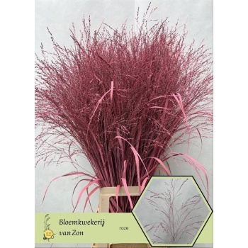 product/img.floraplaza.nl/LPANVÄRPIN-LIVE_fotos-0x3B6D683B4C6E02EB95900C0DA49D18C8DDB6BD1C.jpg