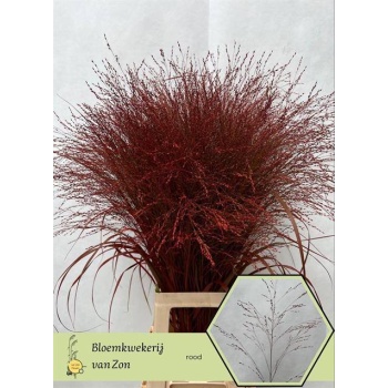 product/img.floraplaza.nl/LPANVÄRPUN-LIVE_fotos-0xE9ACF7E2DAD52565E72A58EA698F1499093181E2.jpg