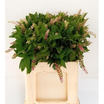 product/img.floraplaza.nl/LPHY6-LIVE_fotos-0xBD47F53B92934AA57DBBA92BDACB1D8035AD3366.jpg