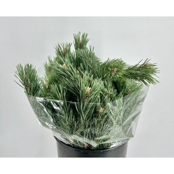 product/img.floraplaza.nl/LPINMUG-LIVE_fotos-0x428904FFD64CB9A685595E56F0F7BA9419CFFBBF.jpg