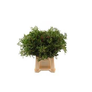 product/img.floraplaza.nl/LPIS5-LIVE_fotos-0x05A6F74BDE7C5FB4DDEB13AB9E47AB5C94E8EB97.jpg