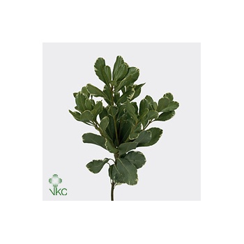 product/img.floraplaza.nl/LPITI55-ART_fotos-VBN-vbn12238.jpg
