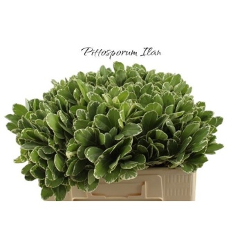 product/img.floraplaza.nl/LPITI55-LIVE_fotos-0xE8497AB1E7AA3E4A618FA6307BB35C89C989285F.jpg