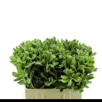 product/img.floraplaza.nl/LPITI60-LIVE_fotos-0x76D265BF7E7D6E1E0E2BD6F30C08080F78F74A3D.jpg