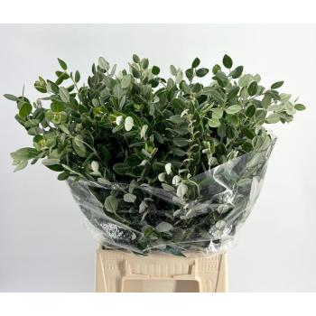 product/img.floraplaza.nl/LPITRAL55-LIVE_fotos-0x27028A1ACAAF8E3E64C8B568EBF86C92321BCB69.jpg