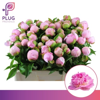 product/img.floraplaza.nl/LPOJANGC5-LIVE_fotos-0x773BAC5B5CDBD5125AB439EA1CA0BEBFB7518505.jpg