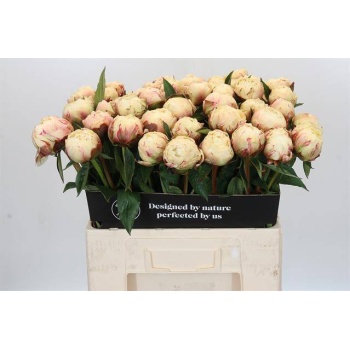 product/img.floraplaza.nl/LPOJANNC6-LIVE_fotos-0xE11A1FF85C51D98DC7D3E75AE3A00700DDE1D811.jpg