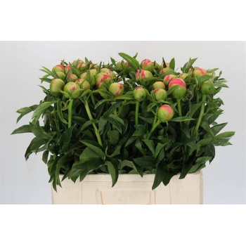 product/img.floraplaza.nl/LPOJCORS6-LIVE_fotos-0x05BD9CBB0297A49C9D0DC67185519F531F1A02BA.jpg
