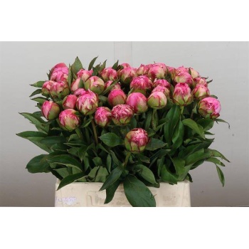 product/img.floraplaza.nl/LPOJDRALF4-LIVE_fotos-0xB0958B8578ABA84DACC02495A9C65A1EF12844AC.jpg