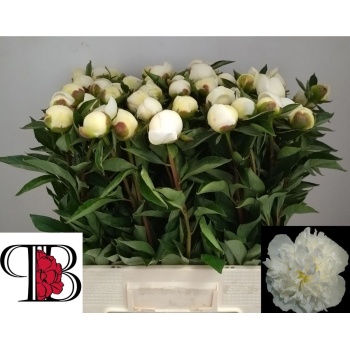 product/img.floraplaza.nl/LPOJDUTDN6-LIVE_fotos-0xC12EC788C33612342758319096EC34C43FE9D0A7.jpg