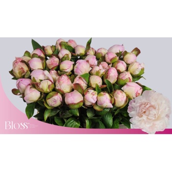 product/img.floraplaza.nl/LPOJGAR6-LIVE_fotos-0x0D781B0546D8FEEE3D381DF9EAF5346B86611CD3.jpg