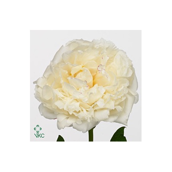 product/img.floraplaza.nl/LPOJMARNIC6-ART_Fotos-VBN-vbn100697.jpg