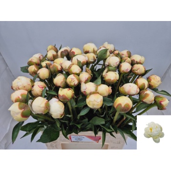 product/img.floraplaza.nl/LPOJMARNIC6-LIVE_fotos-0xA26EB61F4CF30CE8A8E9A99FFD9E6AA37DF91F5A.jpg