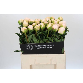 product/img.floraplaza.nl/LPOJPRIB6-LIVE_fotos-0xBC0E01F6021C110BFBDE49BCCAF669C0357B6ED9.jpg