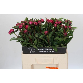 product/img.floraplaza.nl/LPOJREDSARB6-LIVE_fotos-0xF519DCA6A38C86AE2E874EE91E0BC54E03E53545.jpg