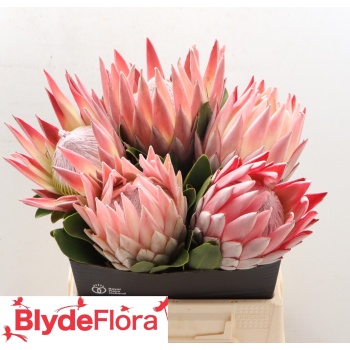 product/img.floraplaza.nl/LPRO4CYN-LIVE_fotos-0xA1A5A32DBB8CBEABDCBAAAE7A6AE79CBD175FDC7.jpg