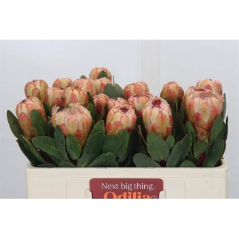 product/img.floraplaza.nl/LPRO5GRA-LIVE_fotos-0xAF99C8B722E7C09F276BBE415D2C3C9148058EE7.jpg