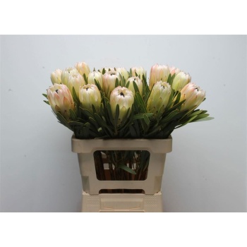 product/img.floraplaza.nl/LPRO6WHIN-LIVE_fotos-0xB8C7AC6601D1A0DF4190151742417F1FE080215D.jpg