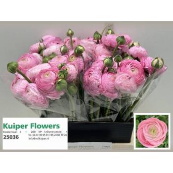 product/img.floraplaza.nl/LRANAZP-LIVE_fotos-0x9AAAF06D2722F1A73102550A1092E2ECD9C3CF72.jpg