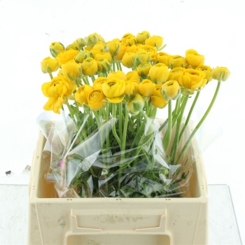 product/img.floraplaza.nl/LRANAZY-LIVE_fotos-0xBA8058DD372F47488D2E98BAEFD9210F6EE20E00.jpg