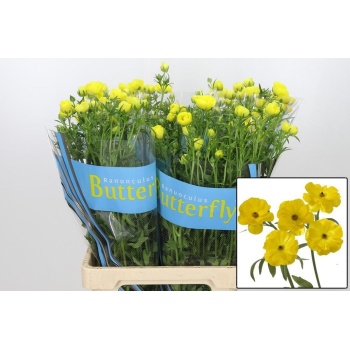 product/img.floraplaza.nl/LRANBUTPHY7-LIVE_fotos-0x980321F9AA97D38D01004AB0AED8918C43CFA2EB.jpg