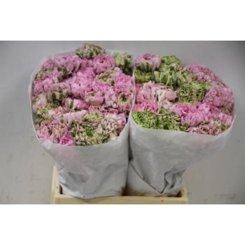 product/img.floraplaza.nl/LRANPON965-ASSORTI_fotos-MVA-Ranunculus ponn pon hermione.JPG