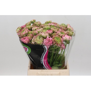 product/img.floraplaza.nl/LRANPONHER-LIVE_fotos-0xCDBB988BF56D61E4B46165D10C62BAEB67C2580F.jpg