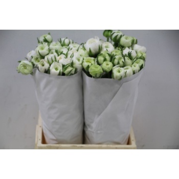 product/img.floraplaza.nl/LRANVA-ASSORTI_fotos-MVA-Ranunculus elegance white.JPG