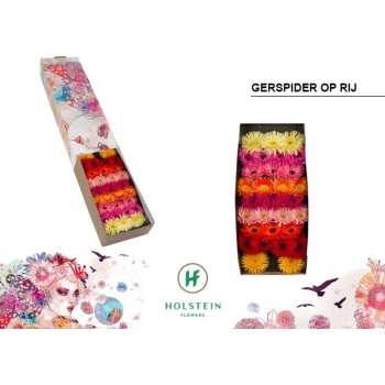 product/img.floraplaza.nl/LRGERN-LIVE_fotos-0xC9B1BFDD226848C14F644CF10CE4D01460CC9CE6.jpg