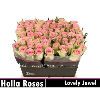 product/img.floraplaza.nl/LRLOVJ4-LIVE_fotos-0x1DADBF2E4AC6265DD0BC6EDAB31915C2CC3C3DEE.jpg