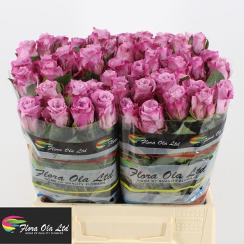 product/img.floraplaza.nl/LRMAR4-LIVE_fotos-0x369681CE2F65CE7FAB3B23EFC79E12594CB30D08.jpg