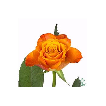 product/img.floraplaza.nl/LRMAR5O-ART_Fotos-VBN-vbn24420.jpg