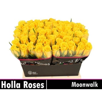 product/img.floraplaza.nl/LRMOON4-LIVE_fotos-0x89B63DB6A95C1F4179590C58E27E4DEEC2383E5D.jpg