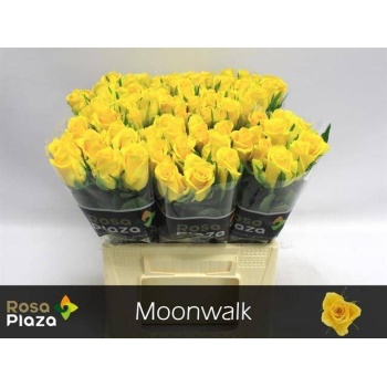 product/img.floraplaza.nl/LRMOON4-LIVE_fotos-0xEC278E9B3C897384186AD817771D2DB139951969.jpg
