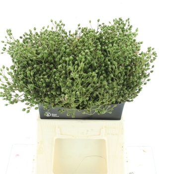 product/img.floraplaza.nl/LROSPLE45-LIVE_fotos-0x471961FCB9E3FFA750DA7DAF6AE4D92A03C1F688.jpg
