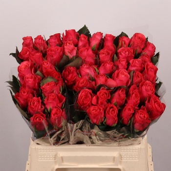 product/img.floraplaza.nl/LRPIN4-LIVE_fotos-0x1A0CF232881B8CDD6C7A6F2CF1ED3BF0B43E8BC5.jpg