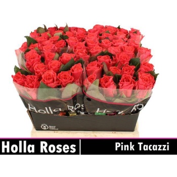 product/img.floraplaza.nl/LRPIN4-LIVE_fotos-0x4BA391E3C463824F27A536A2C9D0BB862B2E4166.jpg