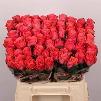 product/img.floraplaza.nl/LRPIN4-LIVE_fotos-0x98B71D08660D127018371DD3B3F5C3C202D71780.jpg