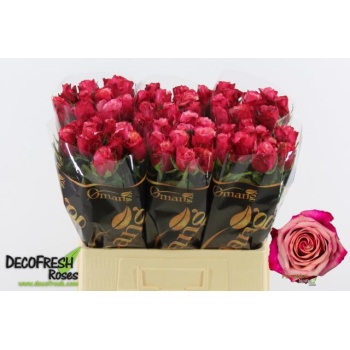 product/img.floraplaza.nl/LRPOP5-LIVE_fotos-0x2AB82CA7F222CAF56FCE9F6BCF2A9E4EBFDB3FCB.jpg