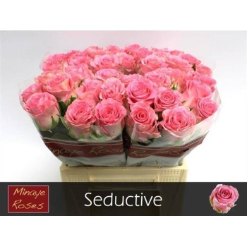 product/img.floraplaza.nl/LRSED4-LIVE_fotos-0xD7285043D7585DE39CE9ACC8B5BA7A03C5B8E103.jpg