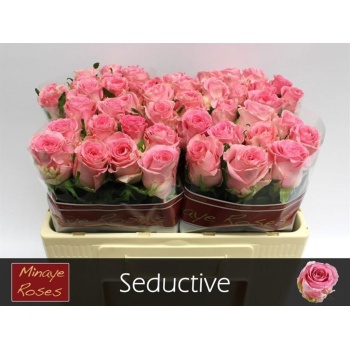product/img.floraplaza.nl/LRSED5-LIVE_fotos-0x88AB39B1262565A6B7C31744915D3E392FF5B7BD.jpg